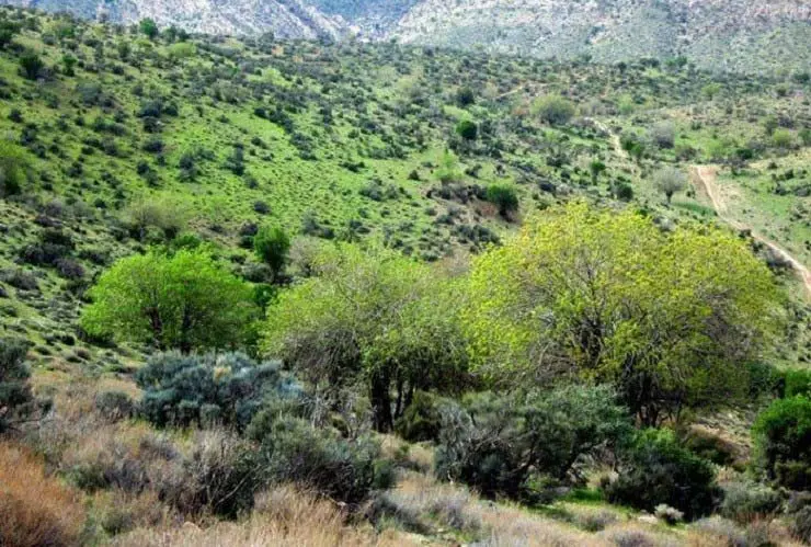 منطقه حفاظت شده جنگلی در فسا - گردشگران شیراز