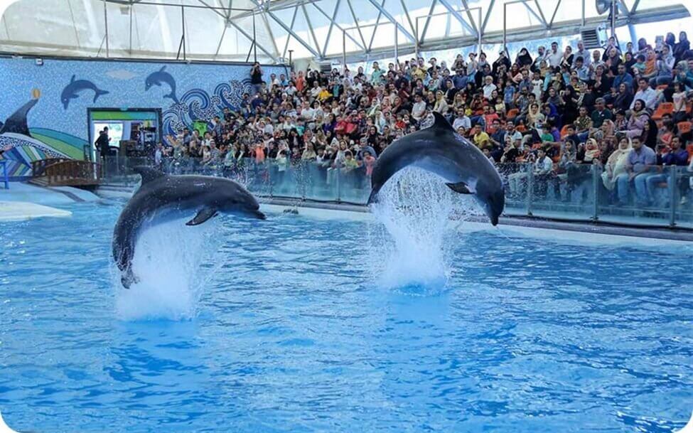 بازدید از پارک دلفین ها یکی از پرطرفدارترین تفریحات آبی کیش