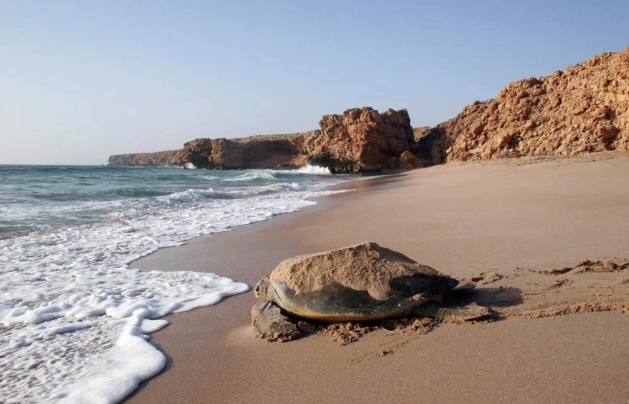 دریاچه لاکپشتها در عمان