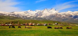  سفر خارجی نوروز - کوه ها یارات در ارمنستان و نمایی از چرای حیوانات در مزارع سرسبز