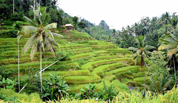 Bali (8)