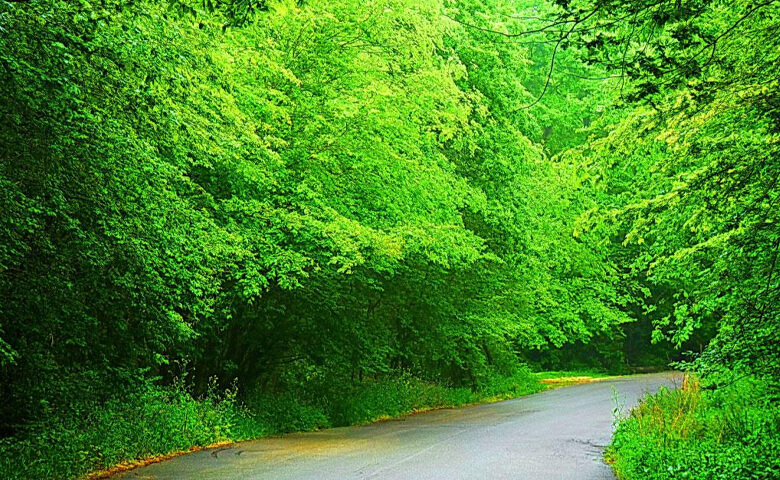 جنگل سیسنگان - تور شمال - گردشگران شیراز