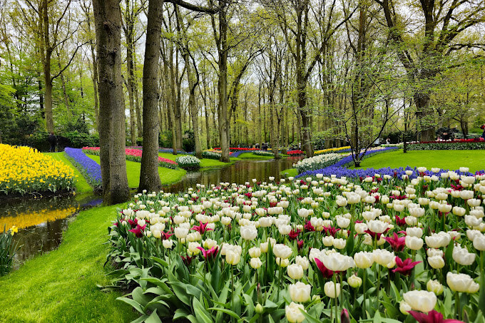 Keukenhof Gardens تور ترکیبی سوئیس و هلند