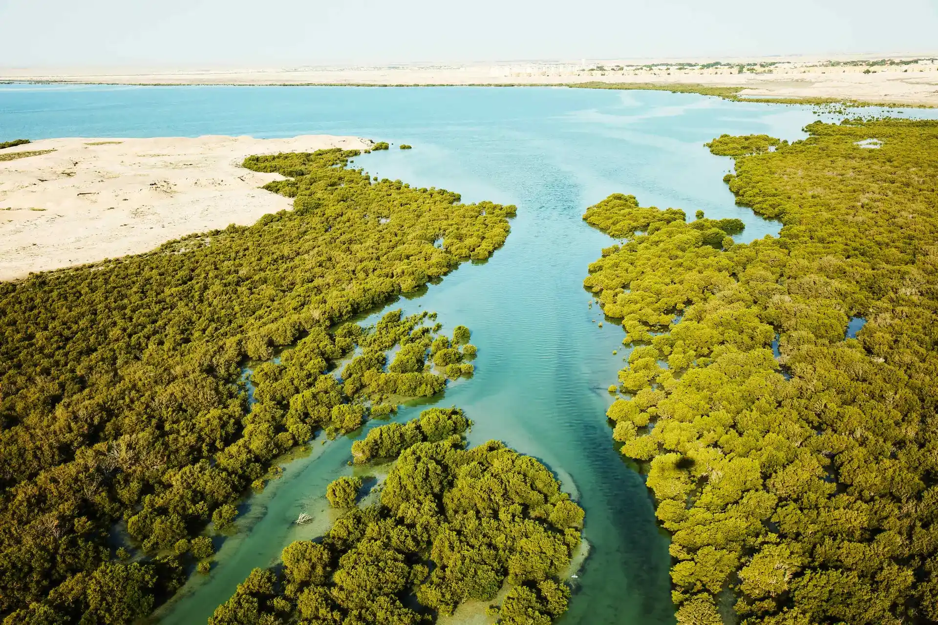 جاذبه های کمتر شناخته شده قطر-نمایی از Al-Thaqira Mangrove Forests قطر-گردشگران شیراز