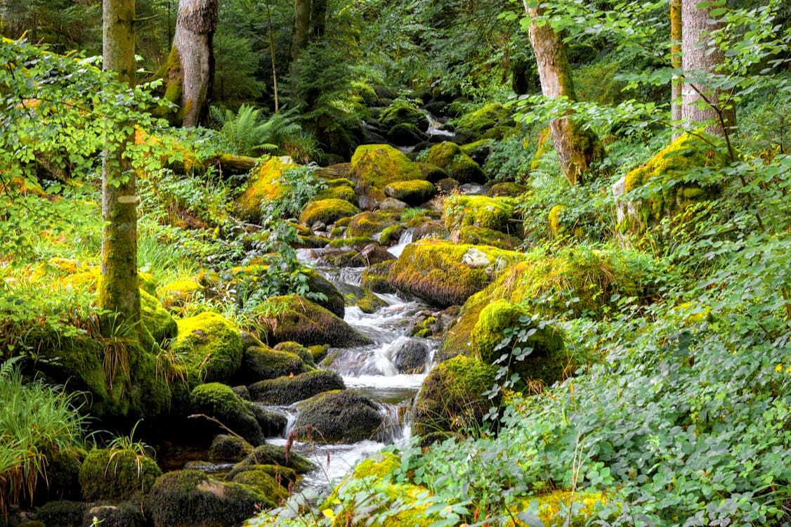 جاذبه های کمتر شناخته شده مالزی-نمایی از در Mossy Forest مالزی-گردشگران شیراز
