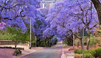 Johannesburg-nature-768x512